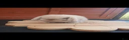 Mini Lop rabbits for sale: Stunning purebred mini lop babies - Advert 2