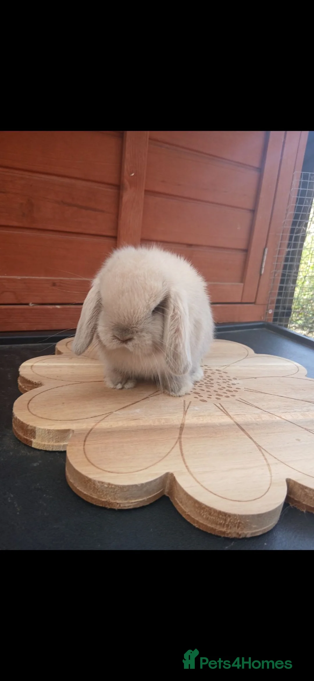 Mini Lop rabbits for sale: Stunning purebred mini lop babies - Advert 2