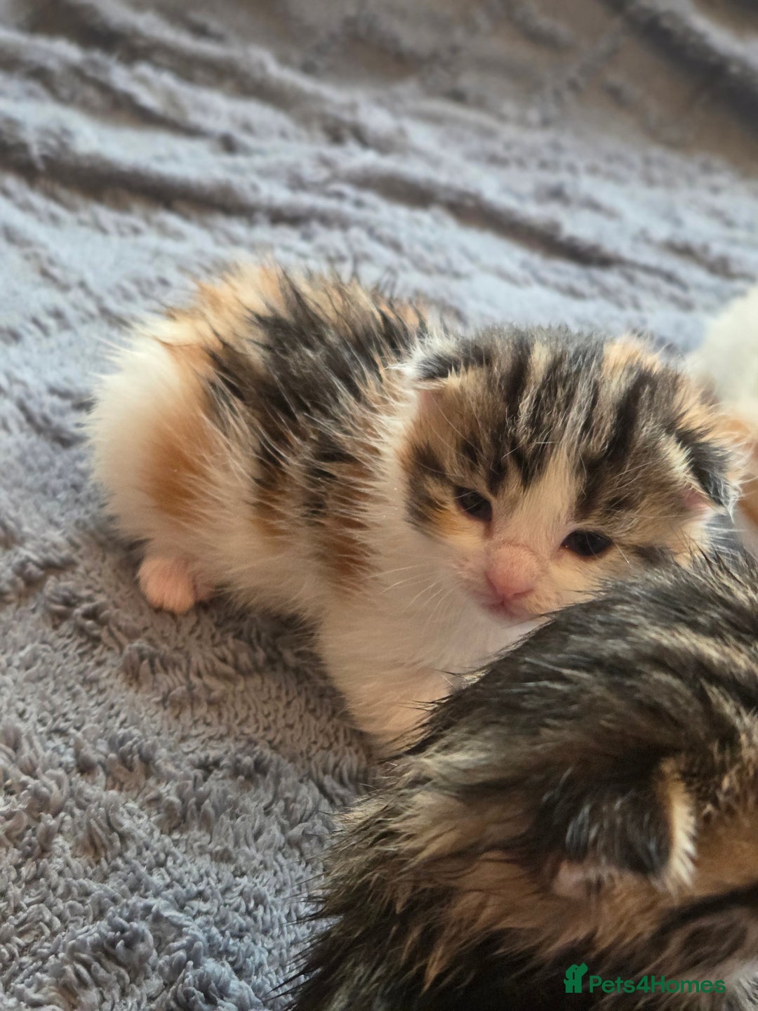 Scottish Fold cats for sale: Beautiful Scottish Folds - Image 3