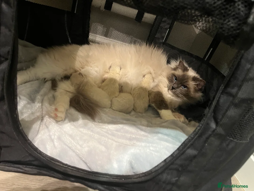 Ragdoll cats for sale: Ragdoll kittens  - Advert 2