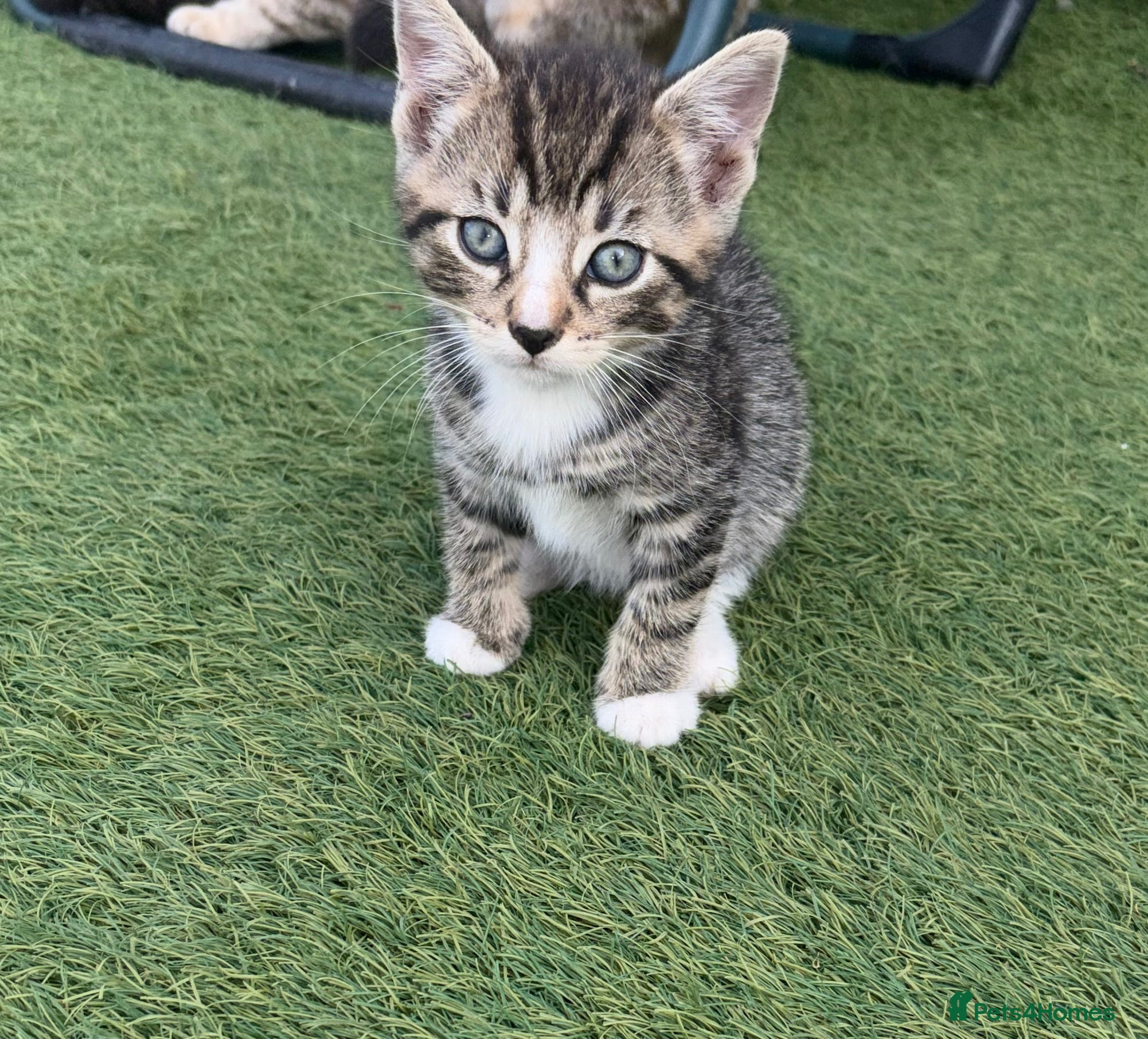 Mixed Breed cats Kitten  - Advert 2