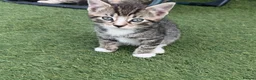 Mixed Breed cats for sale: Kitten  - Advert 1