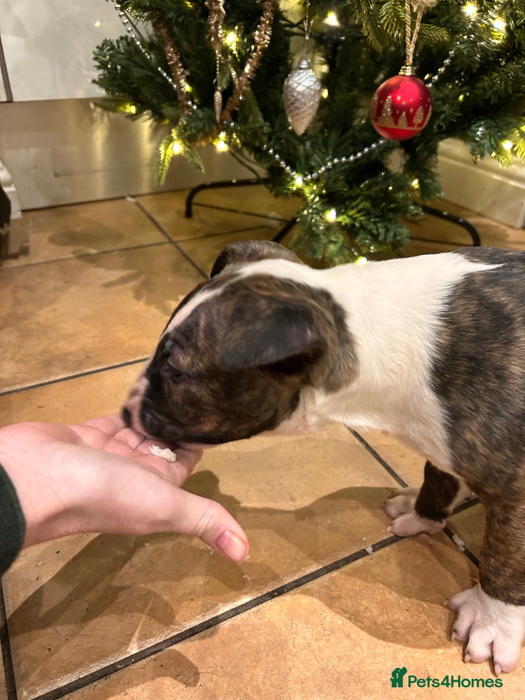 English Bull Terrier dogs for sale: Chunky english bull terriers for sale - Advert 12