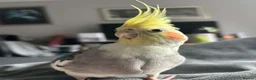Cockatiels birds for sale: Fifi (1 year female) & Brook (10 month male) in Horsham - Advert 11