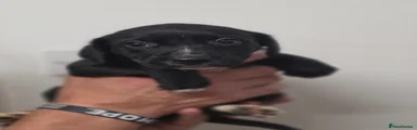 Puppy 3