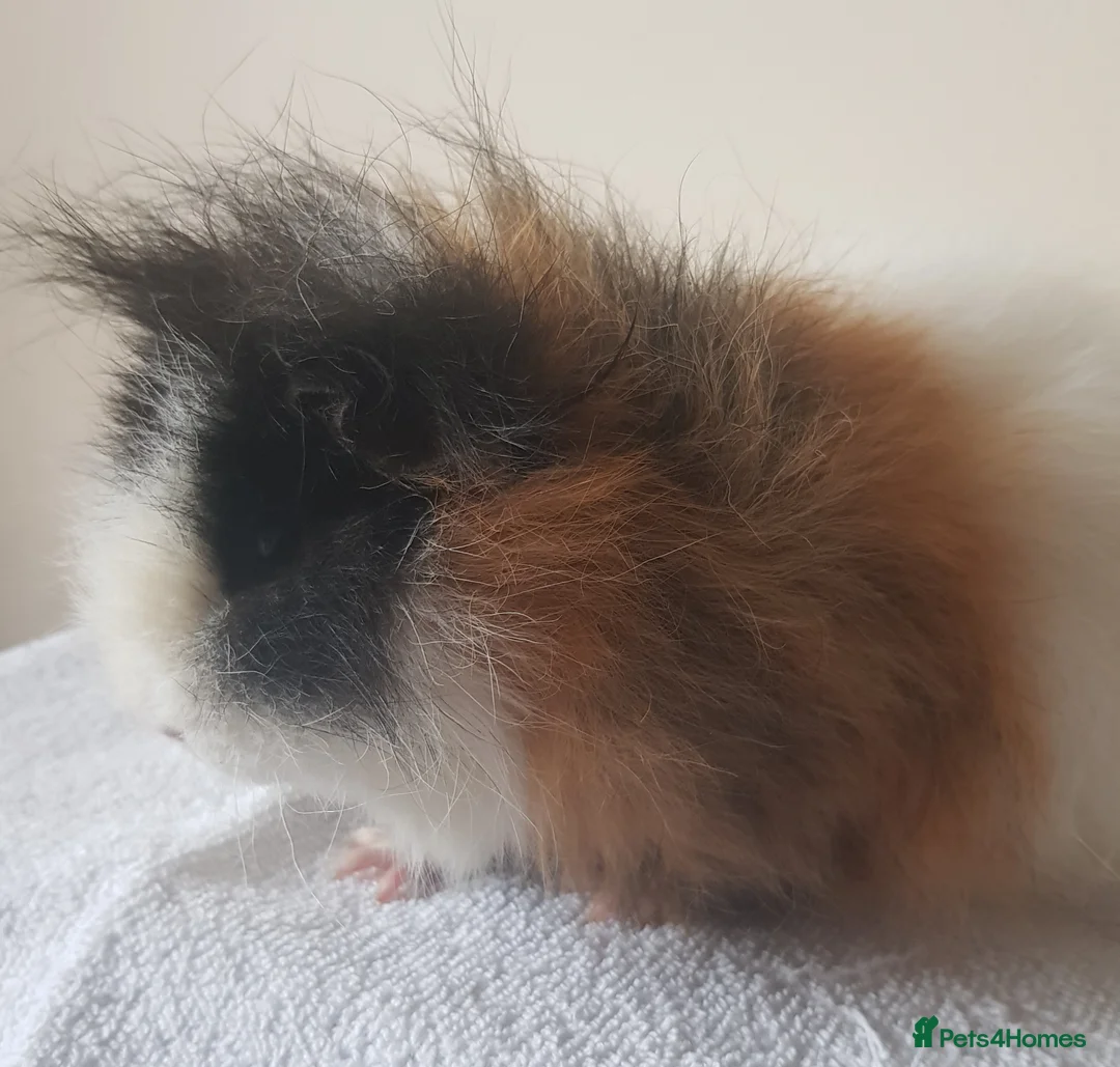 Guinea Pig rodents for sale: Swiss Guinea Pig Boar - Advert 2