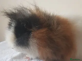 Guinea Pig rodents Swiss Guinea Pig Boar - Advert 14