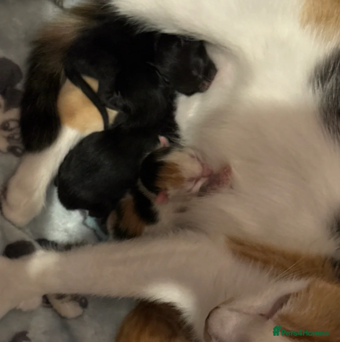 Mixed Breed cats for sale: 4 beautiful kitten  - Advert 2