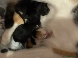 Mixed Breed cats 4 beautiful kitten - Advert 2