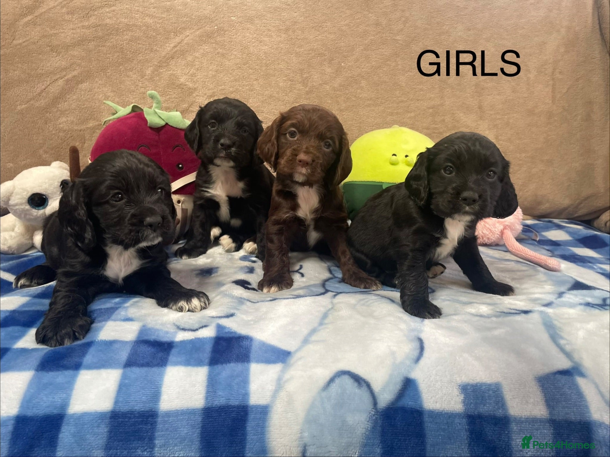 Cocker Spaniel dogs Beautiful Cocker Spaniel Puppies–4 Girls & 6 Boys - Advert 4