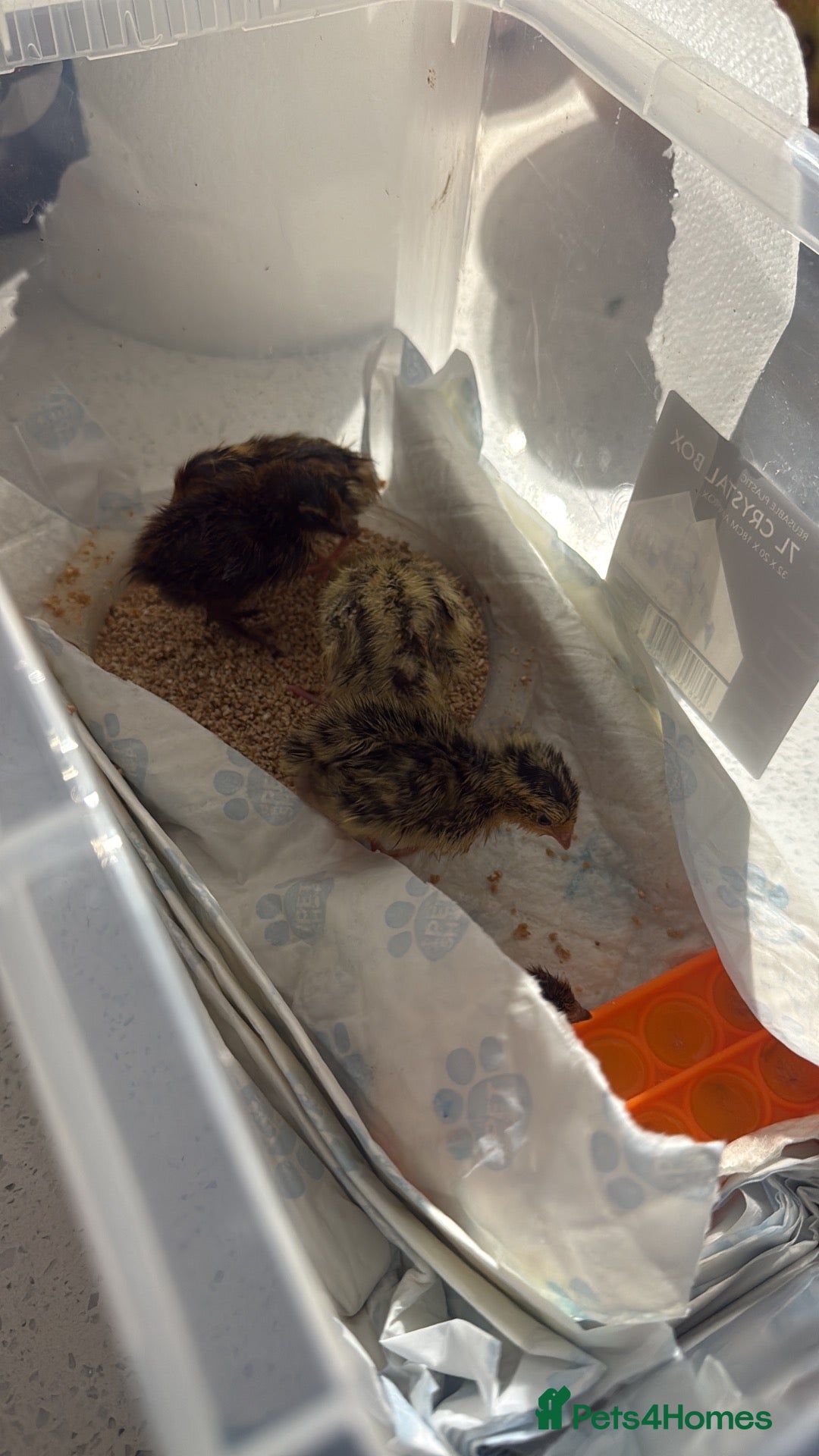 Quail poultry Chick quails - Advert 8