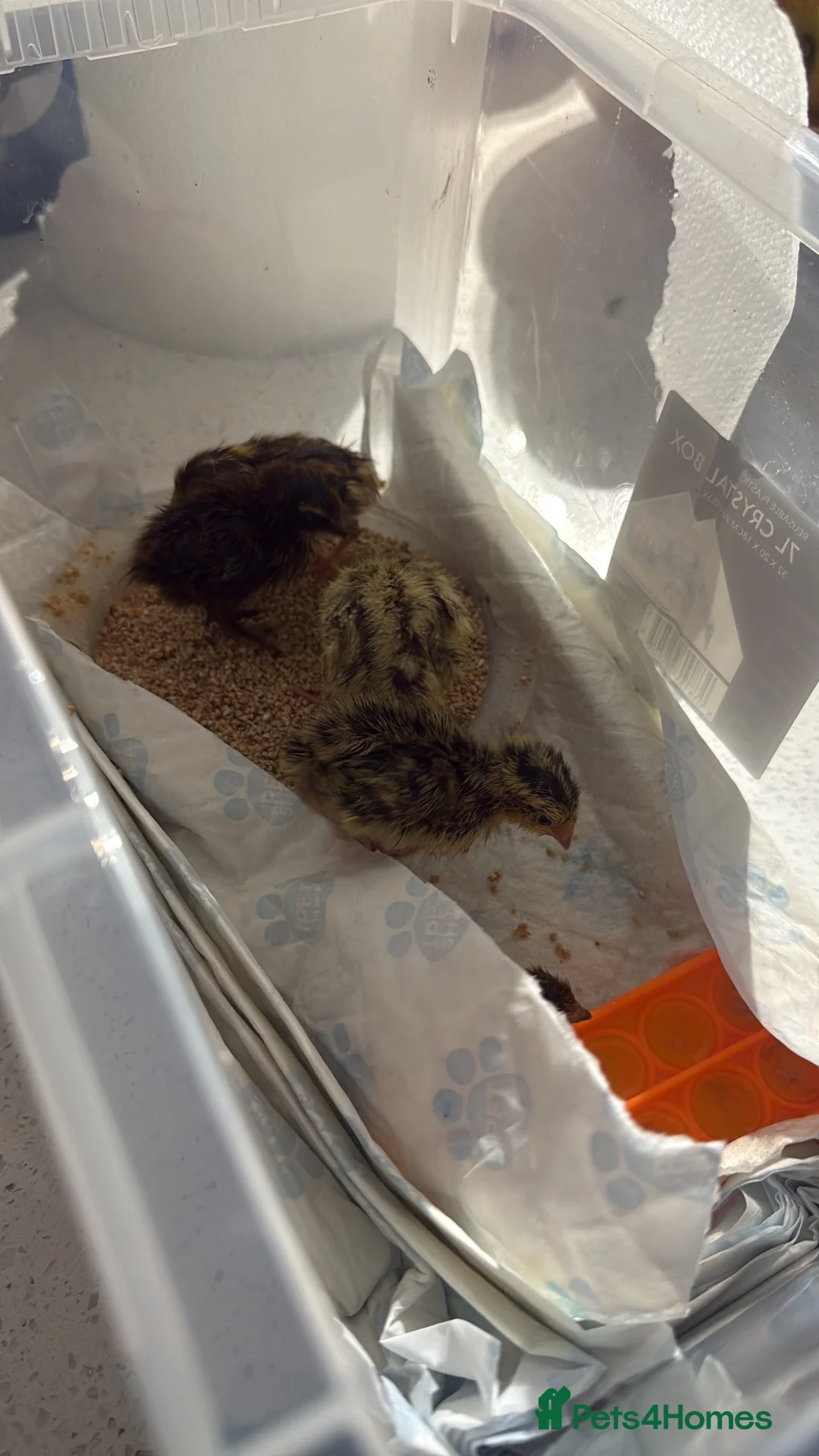 Quail poultry for sale: Chick quails in Huddersfield - Advert 1