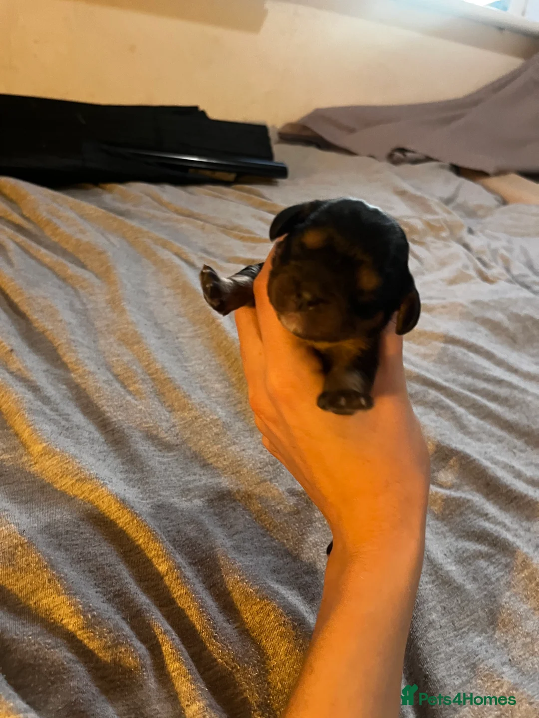 Cavalier King Charles Spaniel dogs for sale: Beautiful cavalier king charles pups KC registered - Advert 36