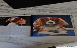 Cavalier King Charles Spaniel dogs for stud: Extensively Health Tested Cavalier King Charles Sp in Mansfield - Image 28