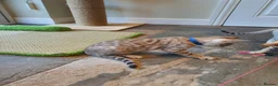 Bengal cats for sale: 🐆💕Very Beautiful Tica Registered Bengal Kittens. - Advert 36