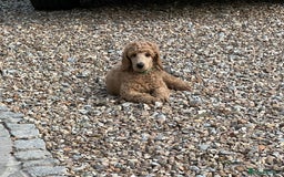 Standard Poodle dogs for sale: Stunning KC Reg Apricot Boy - Image 15