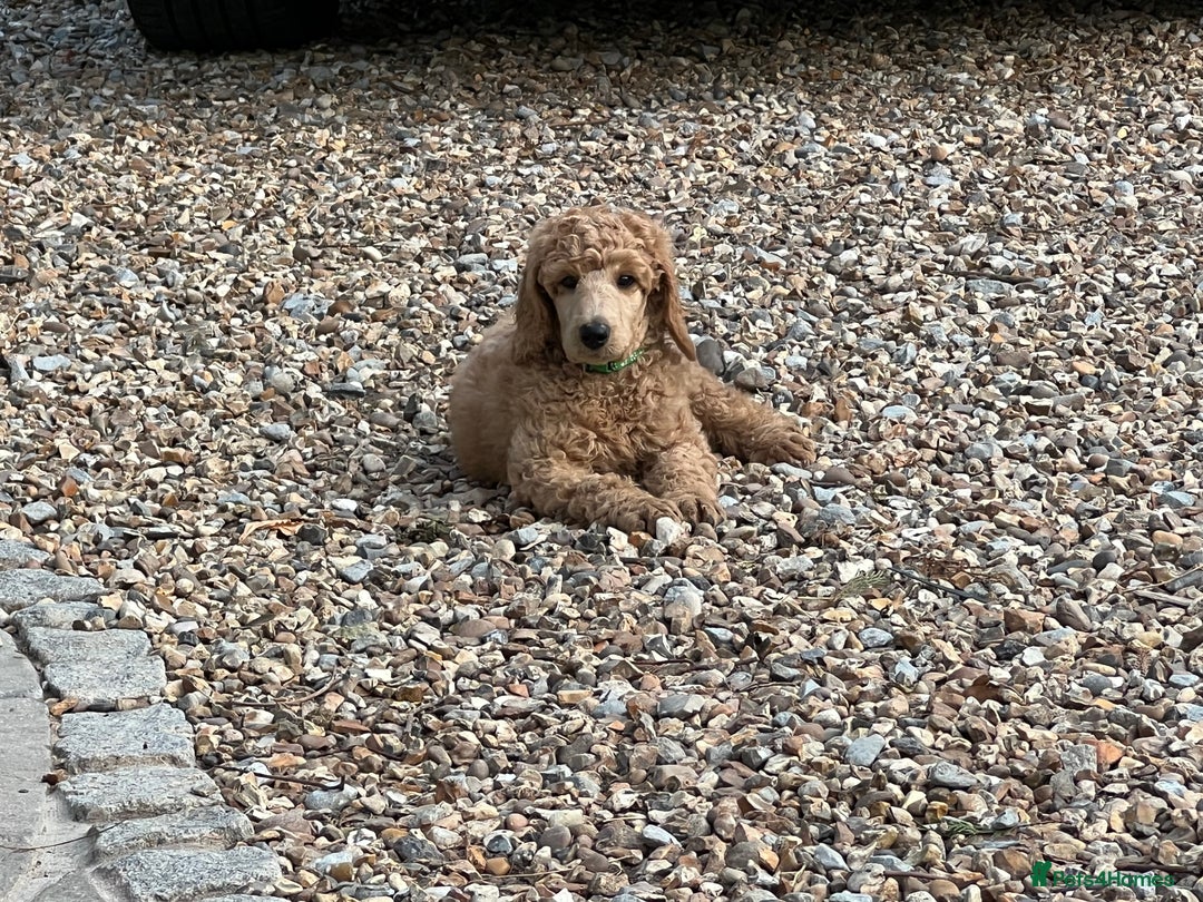 Standard Poodle dogs for sale: Stunning KC Reg Apricot Boy - Image 15