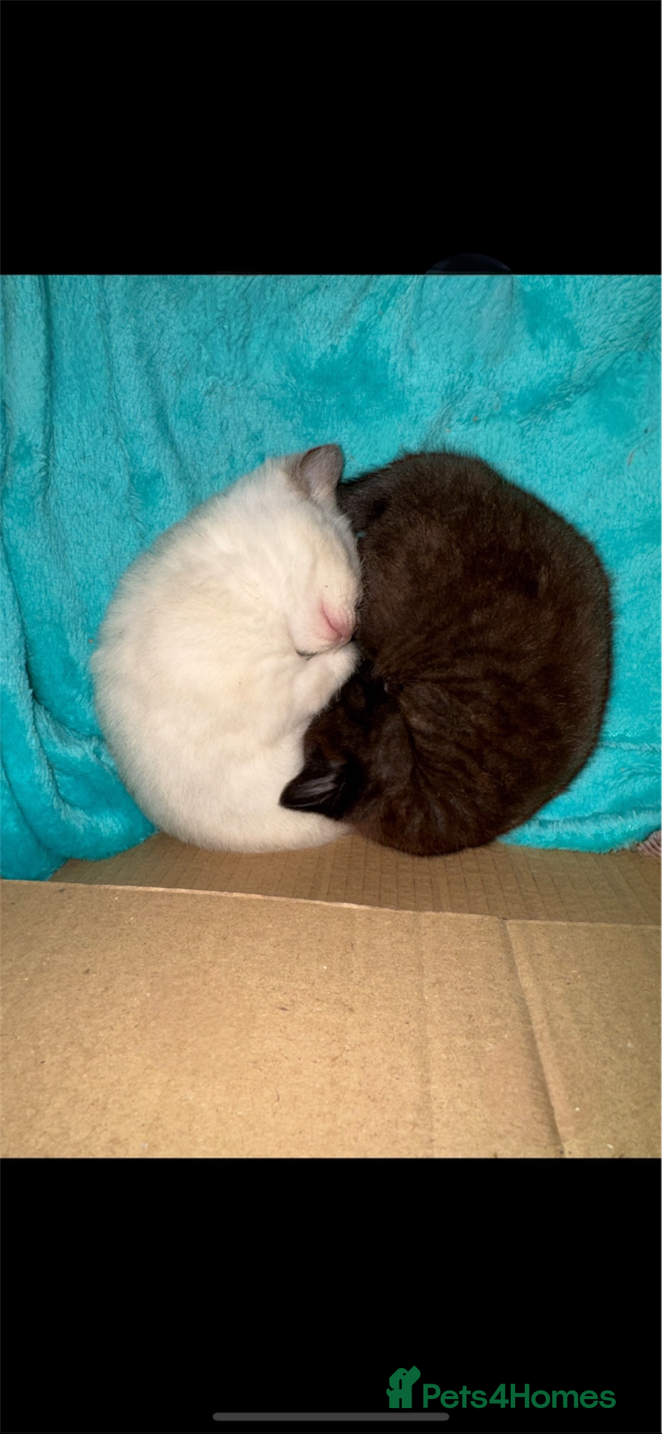 Mixed Breed cats Beautiful British shorthair X kittens  - Advert 1