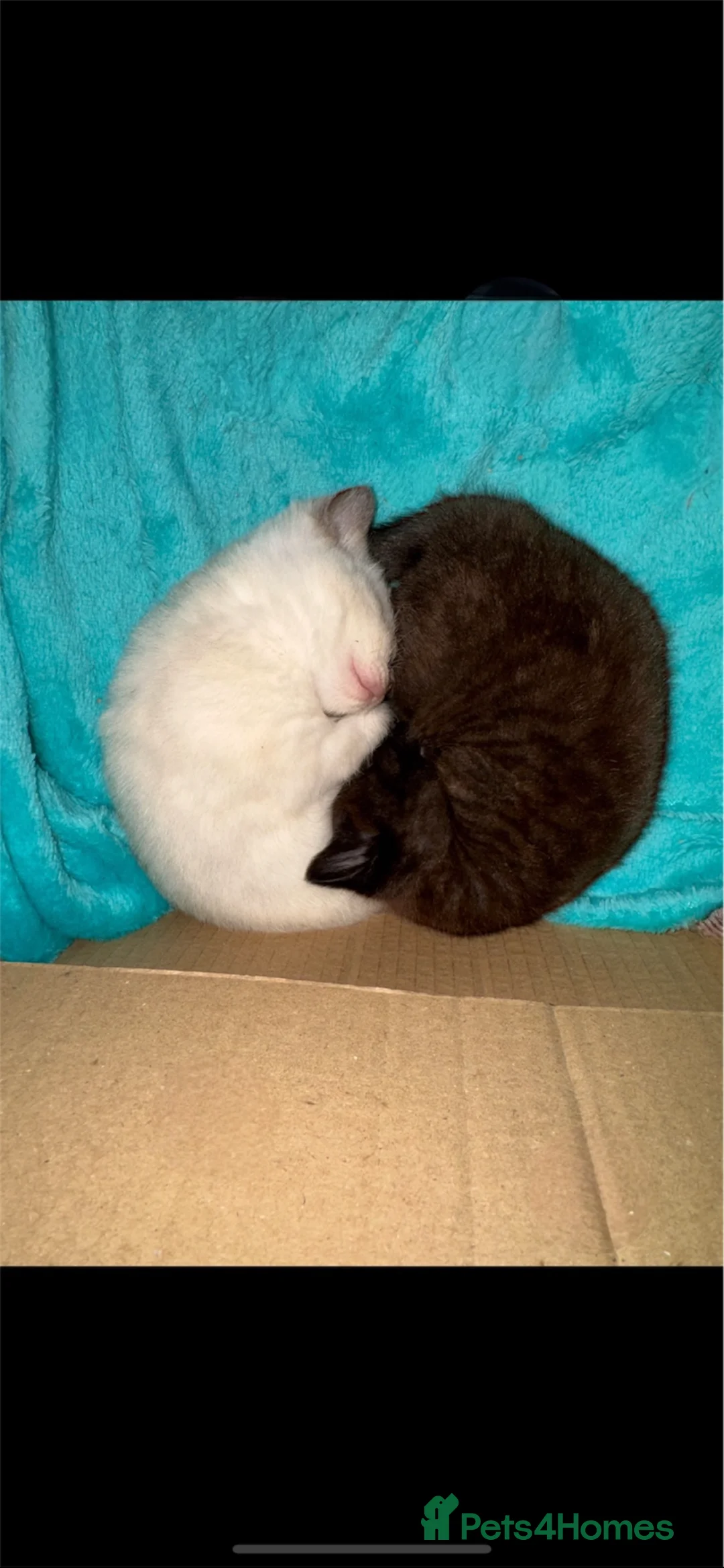 Mixed Breed cats for sale: Beautiful British shorthair X kittens  - Advert 1