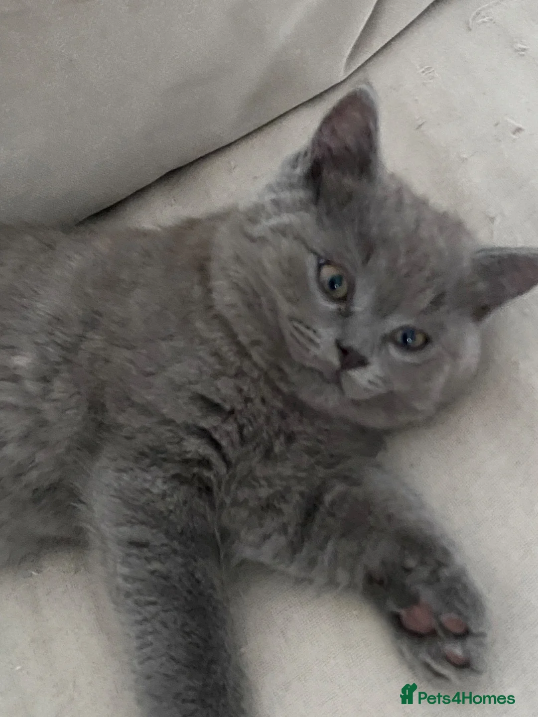 Mixed Breed cats for sale: Beautiful Ragdoll X GCCF British Shorthair Kittens - Advert 13