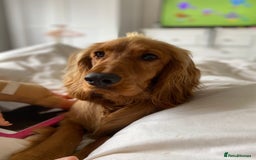 Cocker Spaniel dogs for stud: Working Cocker Spaniel in Bridgend - Image 4