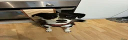 Mixed Breed dogs for adoption: Jazz for adoption in Leigh-on-Sea - Advert 6