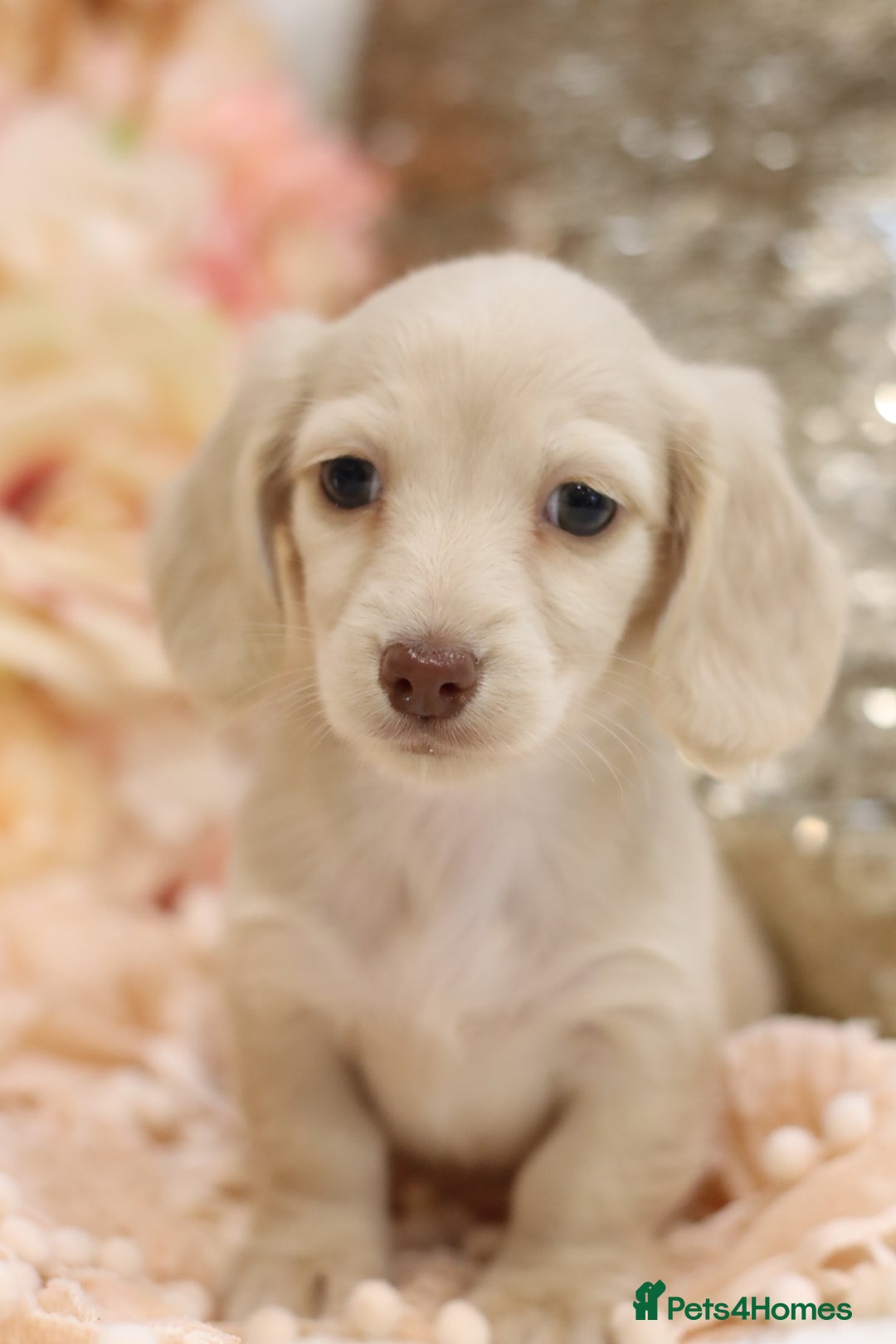 Miniature Dachshund dogs for sale: KC Registered Cream Longhair Puppies - Image 18