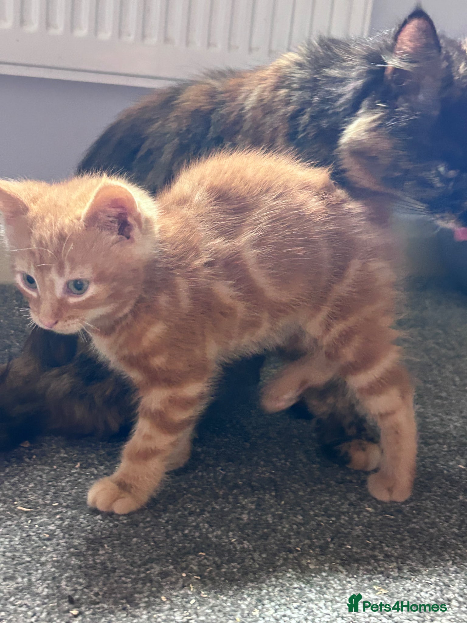 Mixed Breed cats for sale: Six kittens  - Advert 2