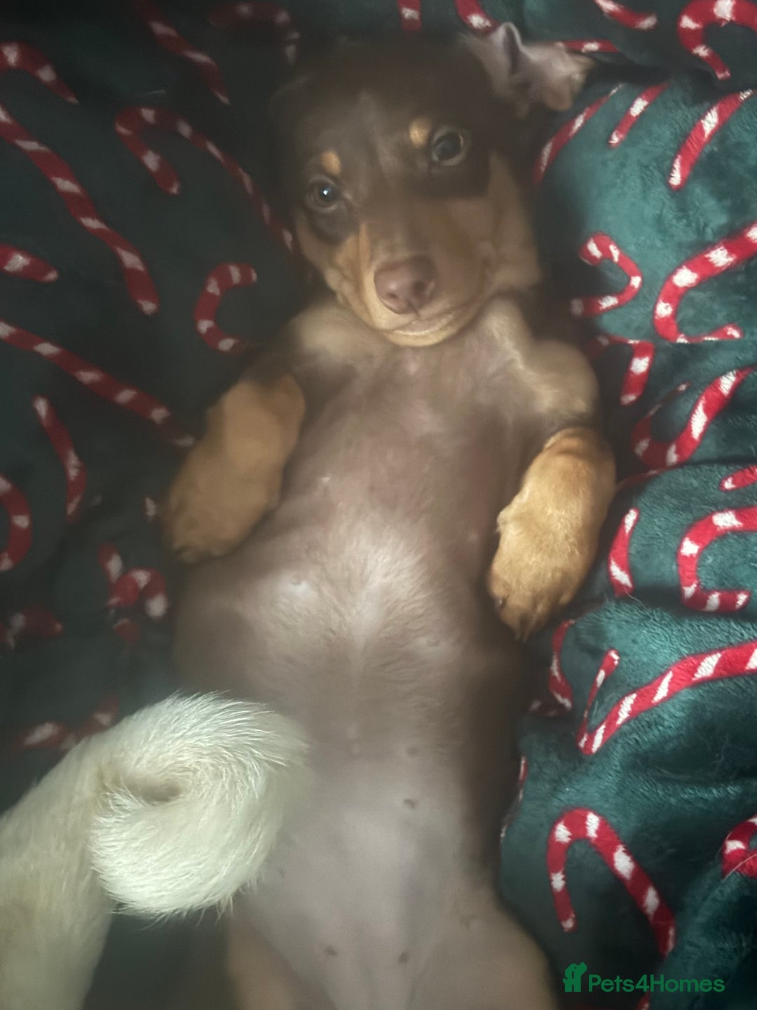 Dachshund dogs for sale: Dachshund  - Advert 2