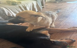 Mixed Breed dogs for sale: Beautiful Inca & handsome Nanuq PUPDATE x5 - Image 36