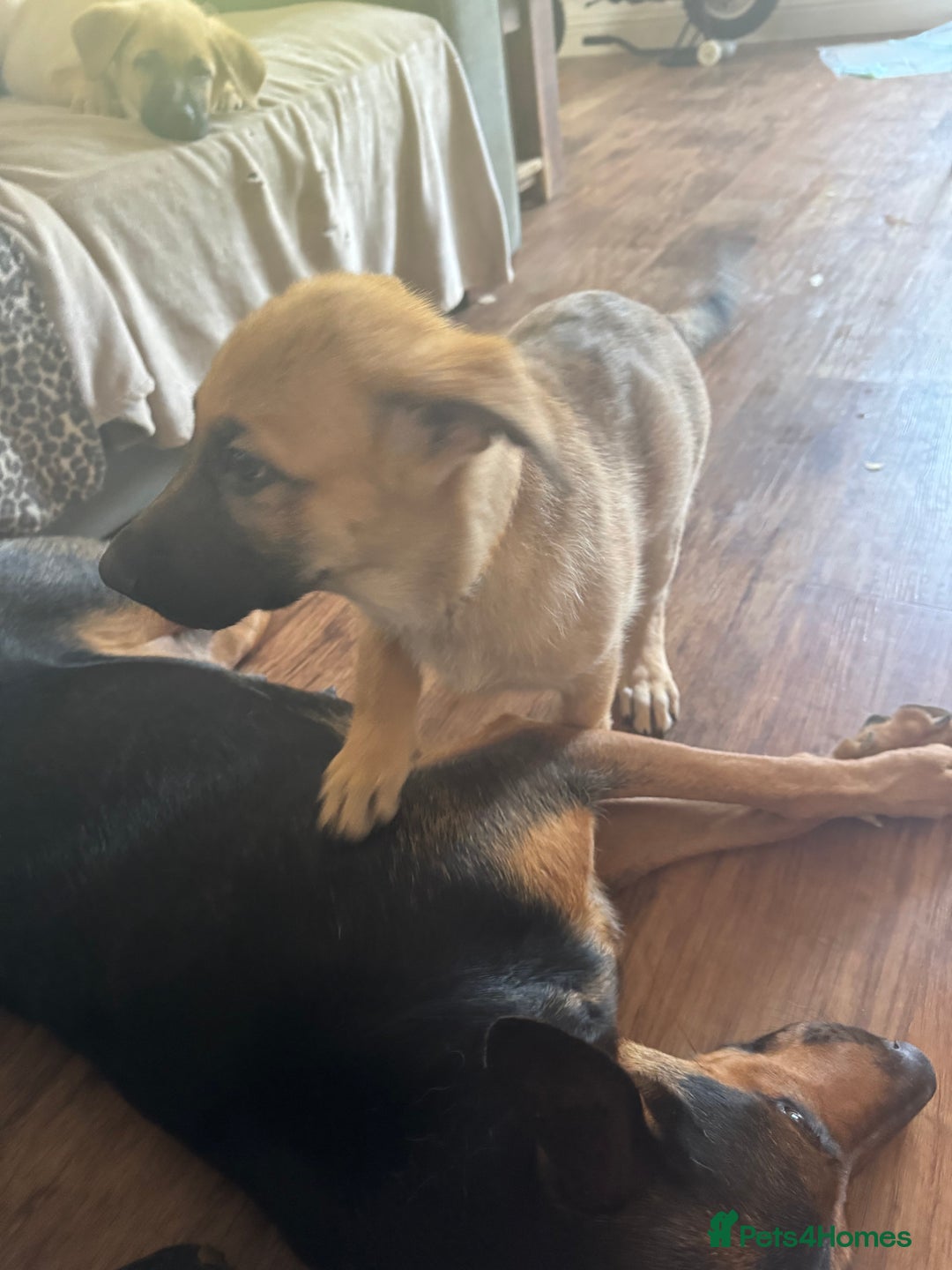 Mixed Breed dogs for sale: Beautiful Inca & handsome Nanuq PUPDATE x5 - Image 36