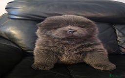 Chow Chow dogs for sale: 💫Stunning Chows Available 🥰❤️ - Image 31