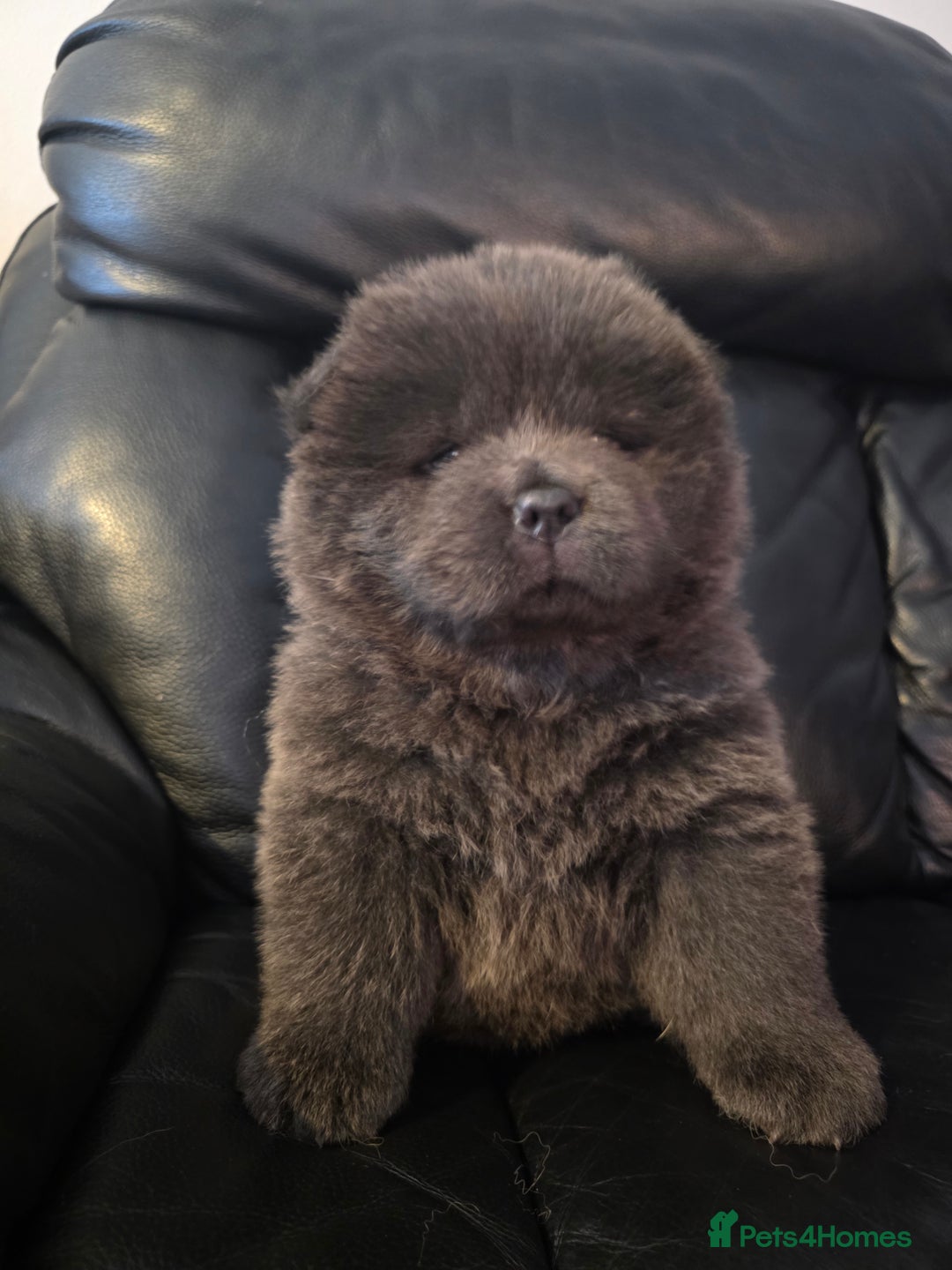 Chow Chow dogs for sale: 💫Stunning Chows Available 🥰❤️ - Image 31