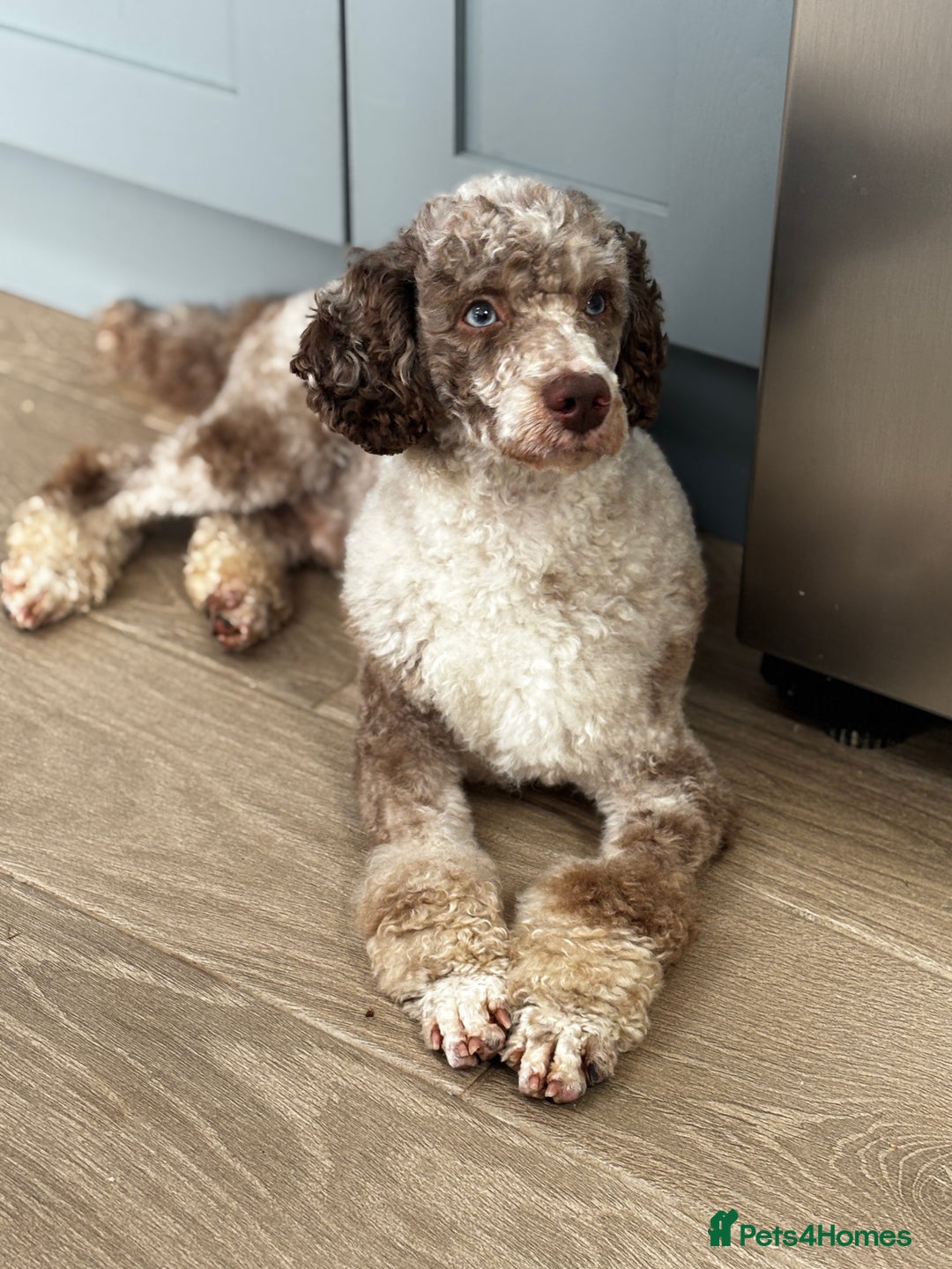 Sproodle dogs for sale: 💥 Rare Gorgeous Chocolate Merle Sproodles 🐶 - Advert 20