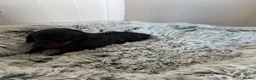 Miniature Dachshund dogs for sale: Miniature dachshund puppies - Advert 16
