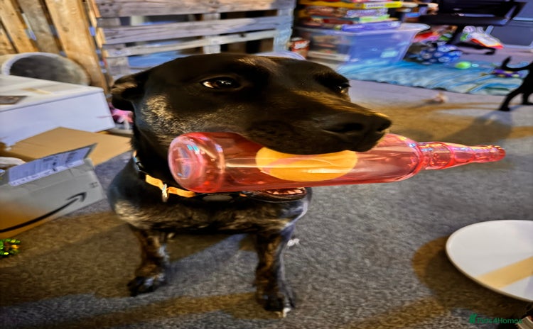 Mixed Breed dogs - Advert 12