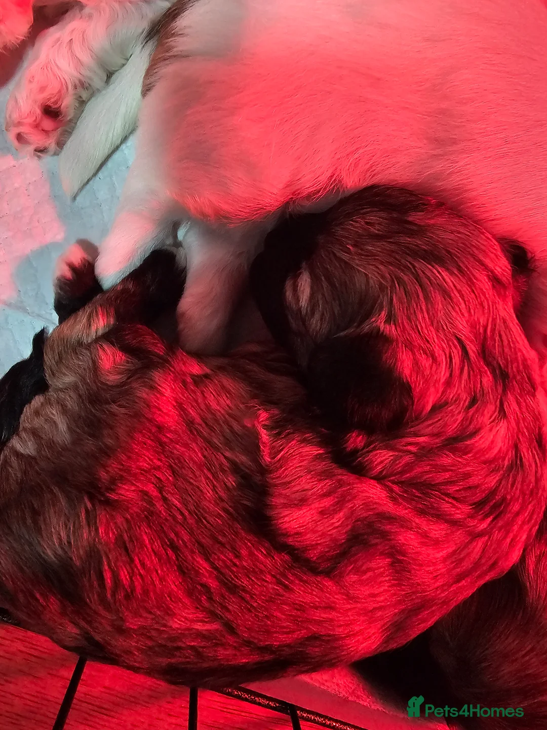 Bichon Frise dogs for sale: Bichon puppies in Luton - Advert 20