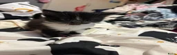 Mixed Breed cats for sale: Two british shorthair girls  - Advert 3