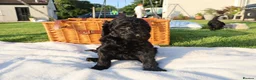 Standard Poodle dogs for sale: Standard Poodle Puppies  in Craigavon - Advert 14