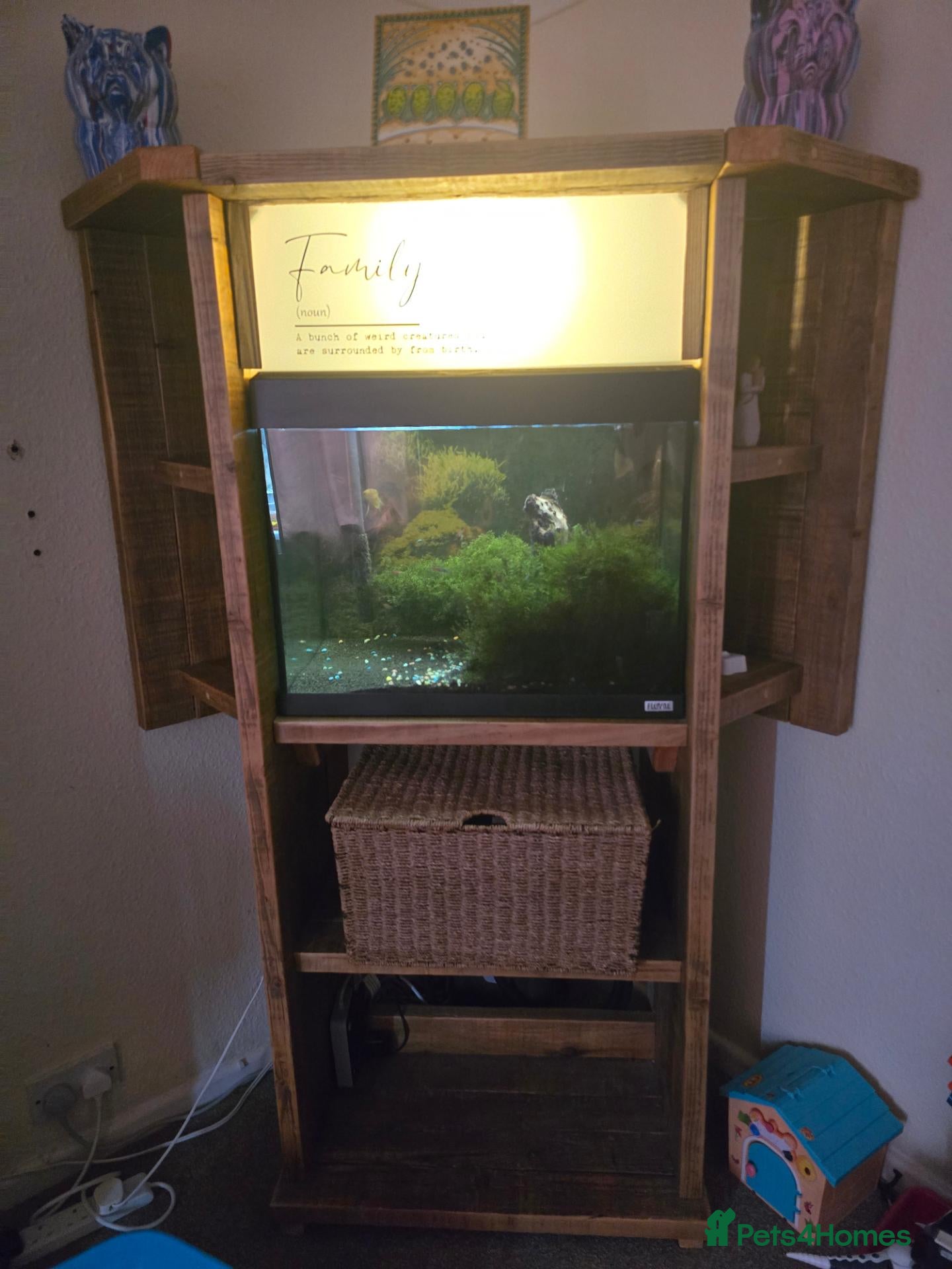 Tetras fish Fish tank with various tropical fish - Advert 1