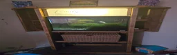 Tetras fish for sale: Fish tank with various tropical fish - Advert 1