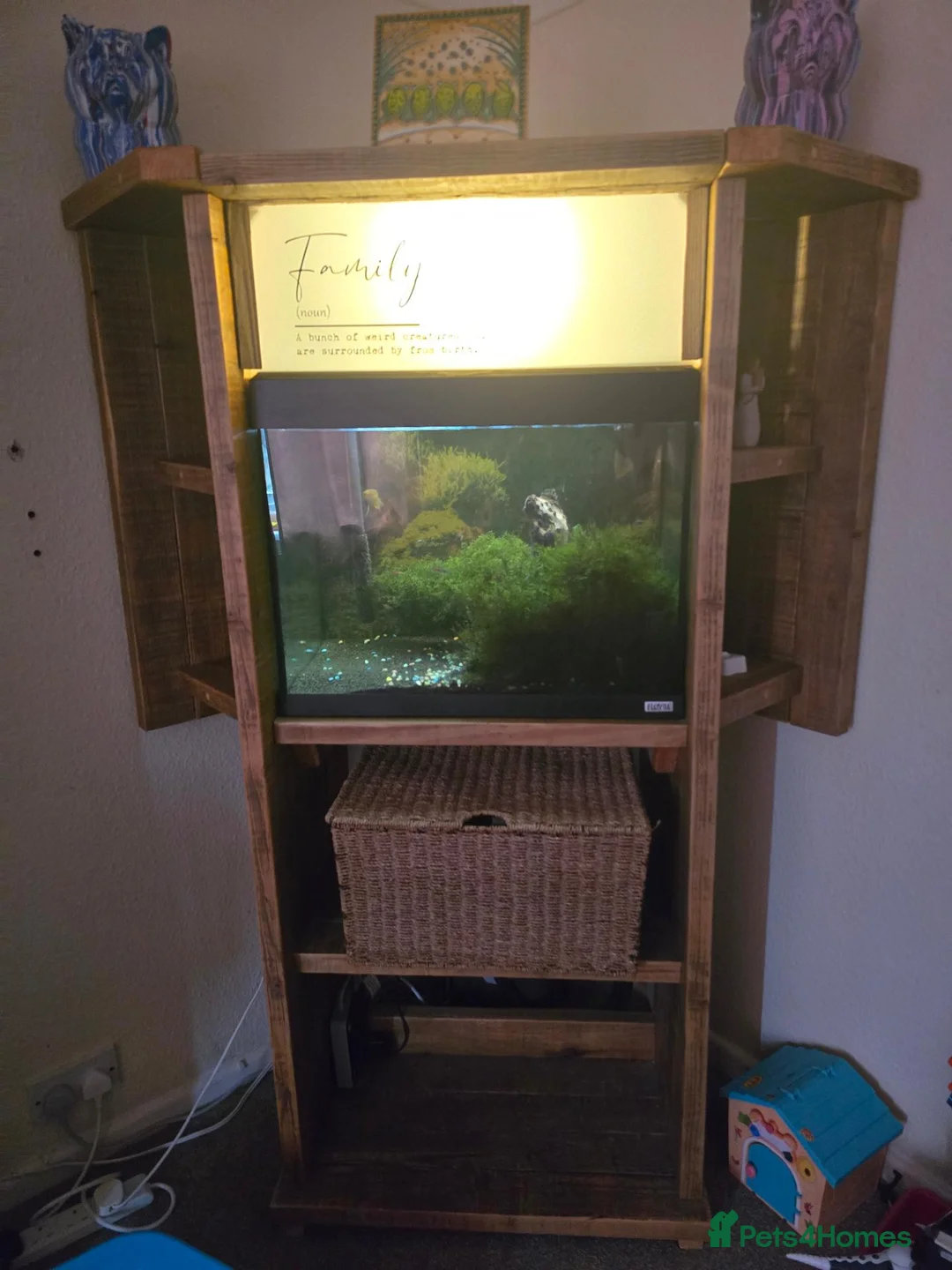 Tetras fish for sale: Fish tank with various tropical fish - Advert 1