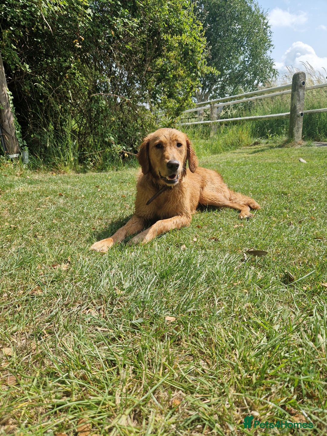 Golden Retriever dogs for sale: Golden retriver  - Advert 5