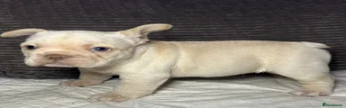 French Bulldog 4.  Male