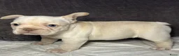 French Bulldog dogs for sale: French bulldog puppies Ready Now! - Advert 22