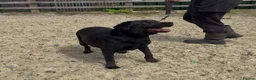 Labrador Retriever dogs for sale: 3 labs needing a new home - Advert 4