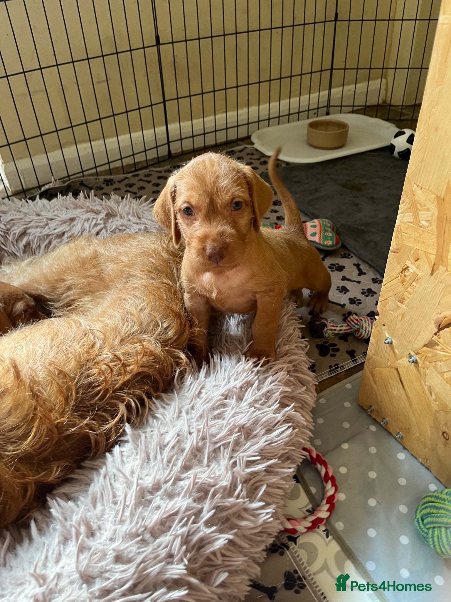 Hungarian Vizsla dogs Hungarian Wire haired Vizsla Puppies - Advert 9
