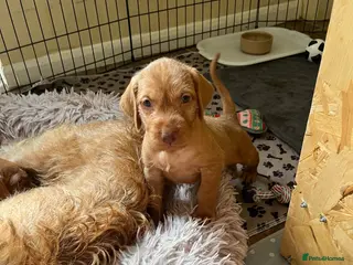 Hungarian Vizsla dogs Hungarian Wire haired Vizsla Puppies - Advert 9