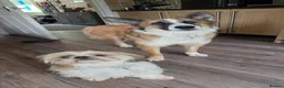 Mixed Breed dogs for adoption: Kyle - Beautiful Collie mix boy  - Advert 9