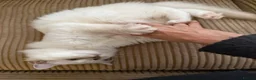 Ragdoll cats for sale: Champion GCCF Ragdoll Kitten 15 weeks old  - Advert 4